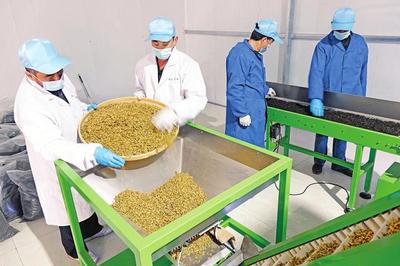 山西藥茶 香飄世界的農副土特產品